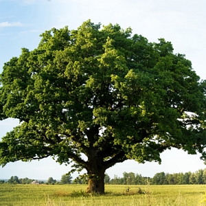 Swamp Chestnut Oak Tree